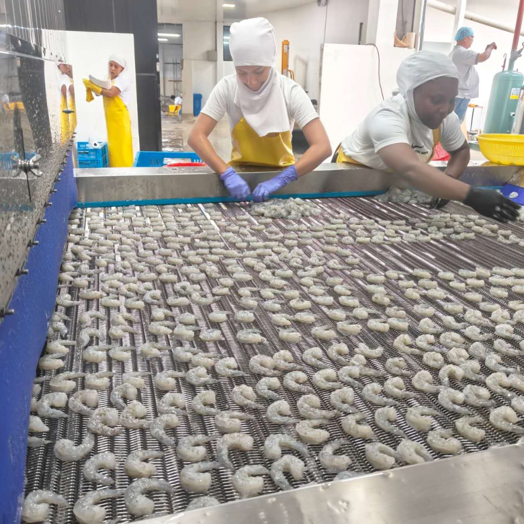 Shrimp Plate freezer-IQF